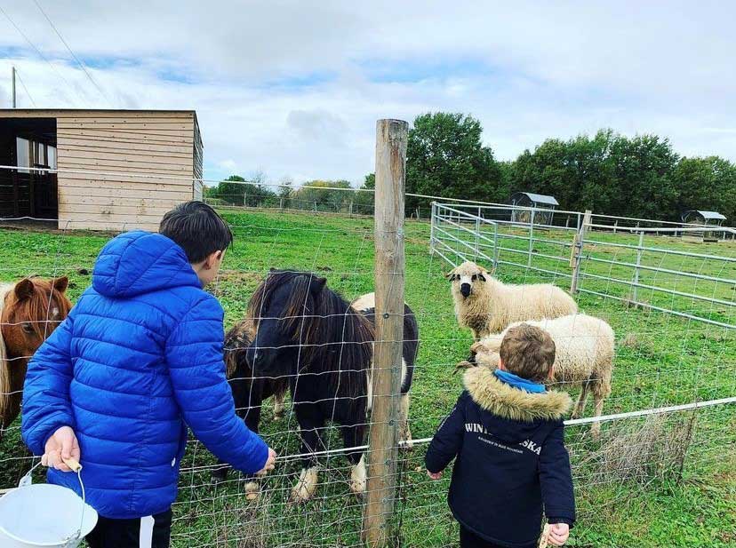 Enfants qui nourrissent les poneys et les moutons de la ferme pédagogique La compagnie du carrelet