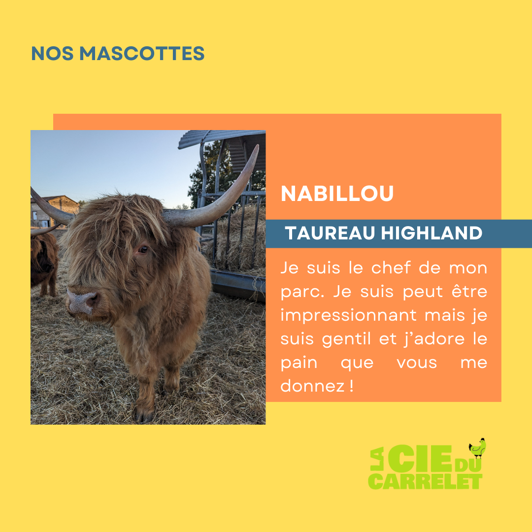 Portrait de Martin, l'ane de la ferme