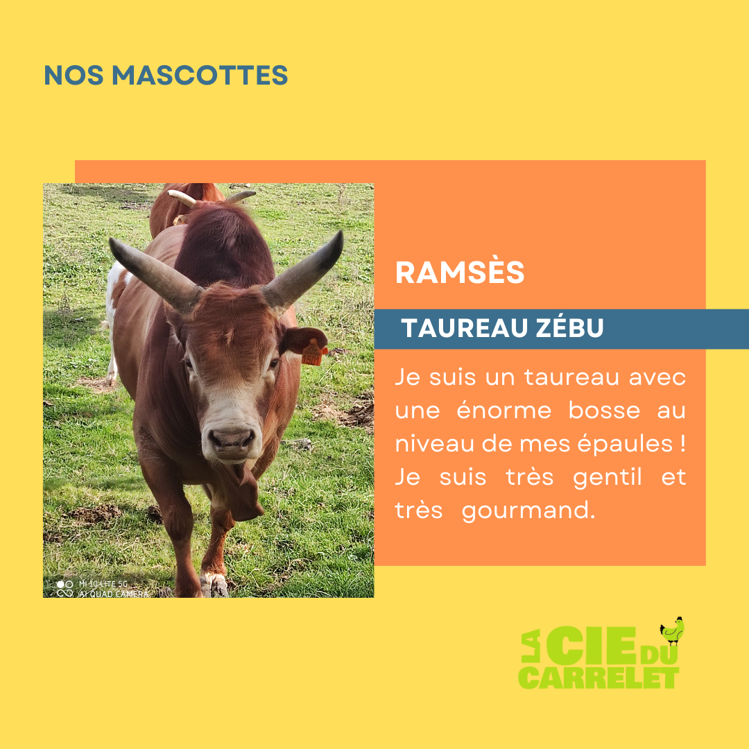 Portrait de Ramses, le taureau de la ferme