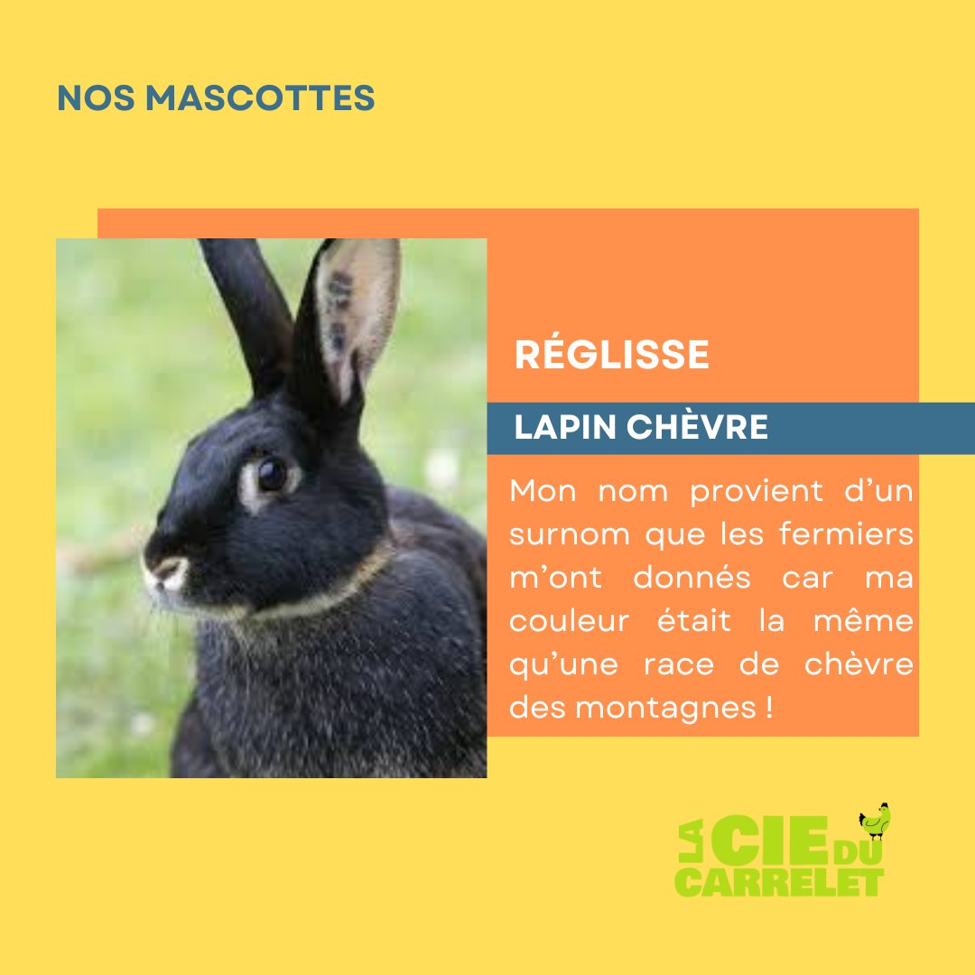 Portrait de reglisse le lapin papillon de la ferme
