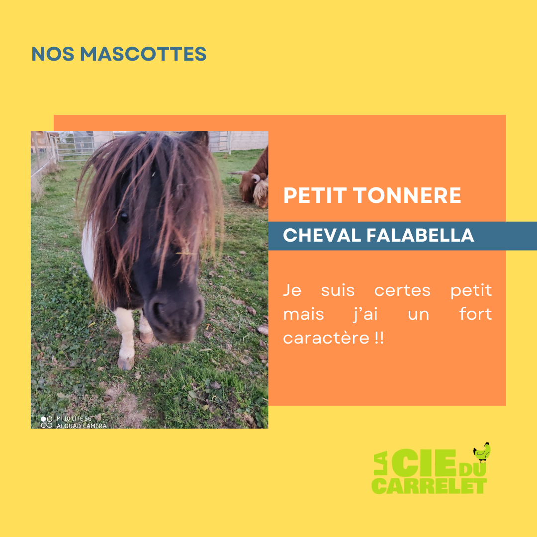 Portrait de Ramses, le taureau de la ferme